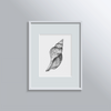A3 Print: Shell