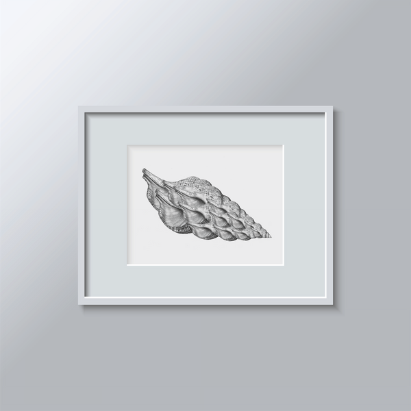 A3 Print: See Shells